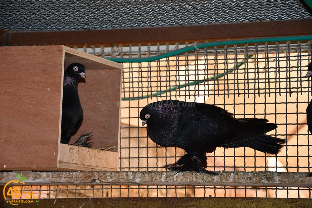 zohdi 3ashoor (61).jpeg